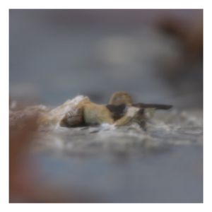 Soldier in the Water