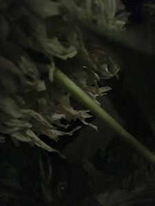 NS 0441- Night Shading