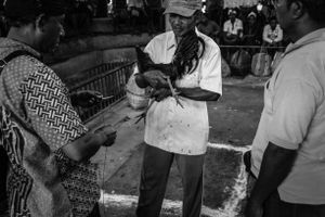 A “tadji” or spur, a razor sharp pointed steel, 4 inched long sword is fixed to the foot and leg of the cock by winding a long string. This is a specialized job which only a few man in the village know how to do.