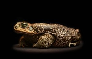 Roccoco Toad