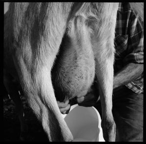 Milking the goat