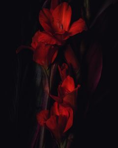 Nocturne with gladiolas II