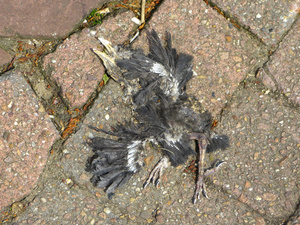 "I saw a dead bird flying through a broken sky…"