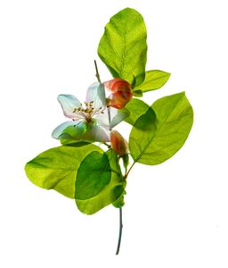 Quince Blossom 1