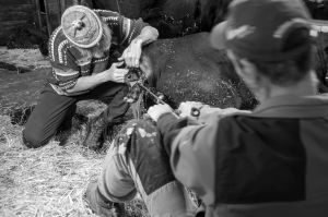 Birth of a calf