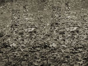 Lines In Nature #7