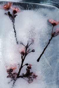Trapped_16