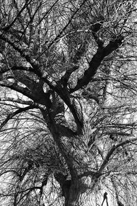 I had a dream and I talked with a tree
