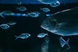 Fish tank