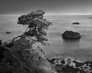 Worthy Cypress