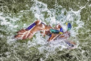 Ducks in Crystal