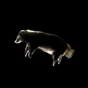 Badger to eat in Japan