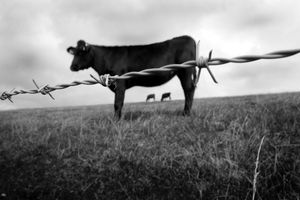 Cow cow cow