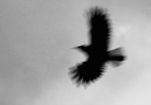 Raven