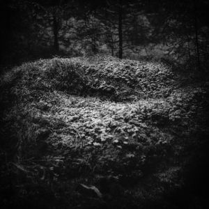 Norwegian Forest Mysteries