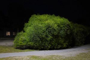 The advancing bush