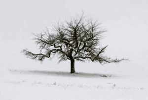 Pommier, Suisse, Portraits of Trees