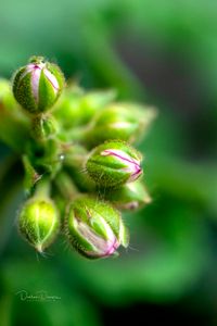 Geranium buds