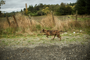 and a mother running