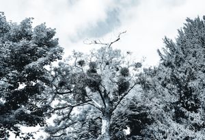 Trees 20