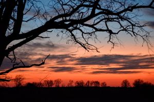 Treeline Radiant Sunset