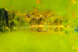 Water plants and reflections at Cenote Jardines del Eden