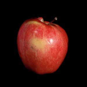 Detail from Genetic Traits (Lot 4135), 2003, chromogenic prints, Edition of 3 © Cynthia Greig