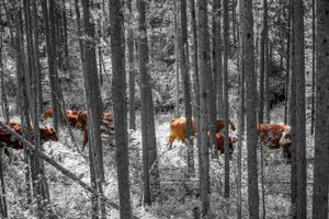 Looking through the trees