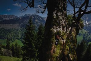 Ronny Mast, wildlife documentarist and cinematographer, hiding in an old tree; ready to film wild animals. Ronny Mast se cache dans un view arbre vide pour filmer les cerfs et autres animaux sauvages sans se faire remarquer.