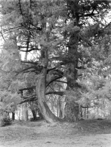 Redwood, Wray Castle