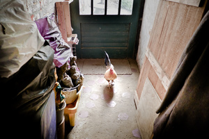 cock in hall