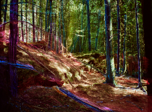 Ceci n'est pas une forêt
