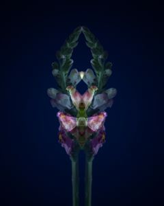 Snapdragon1