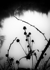 The Pond Project #127