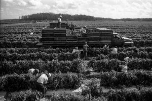 Farm Labor Boss. Immokalee, Florida. 1997