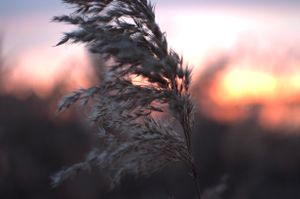 Reed 2