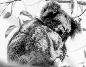 KOALA