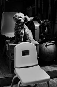 Garage Poodle