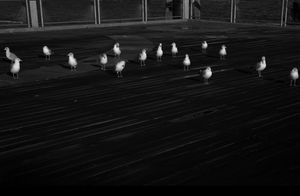 Avian Sense of the Way - The gathering