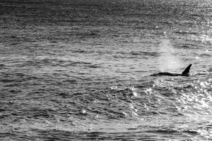 Orcas
