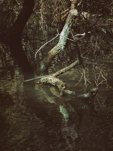 Into the marsh - 42