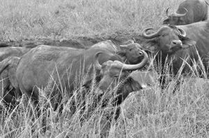 Buffaloes herd