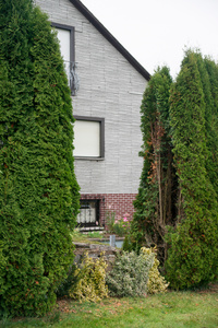 Thuja, Tree of Life 5