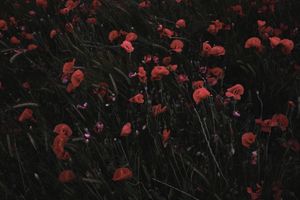 Poppies II