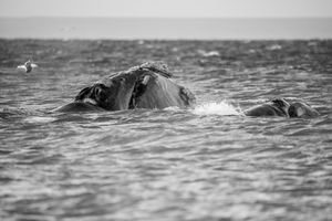 Whale BYN