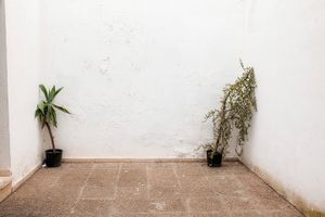 Two Plants in a courtyard, Sevilla.