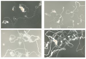 Galaxy Lucia, 2012; unique silver gelatin prints mounted to anodized aluminum; 4 panels; each panel 11 x 14 in.; © DM Witman