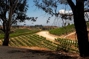 Temecula Vineyards