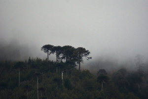 Clouds and trees