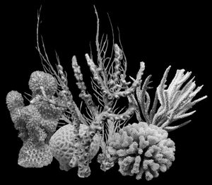 Nature Morte 5